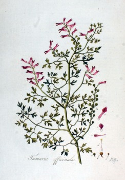 Preview: Erdrauch Litho